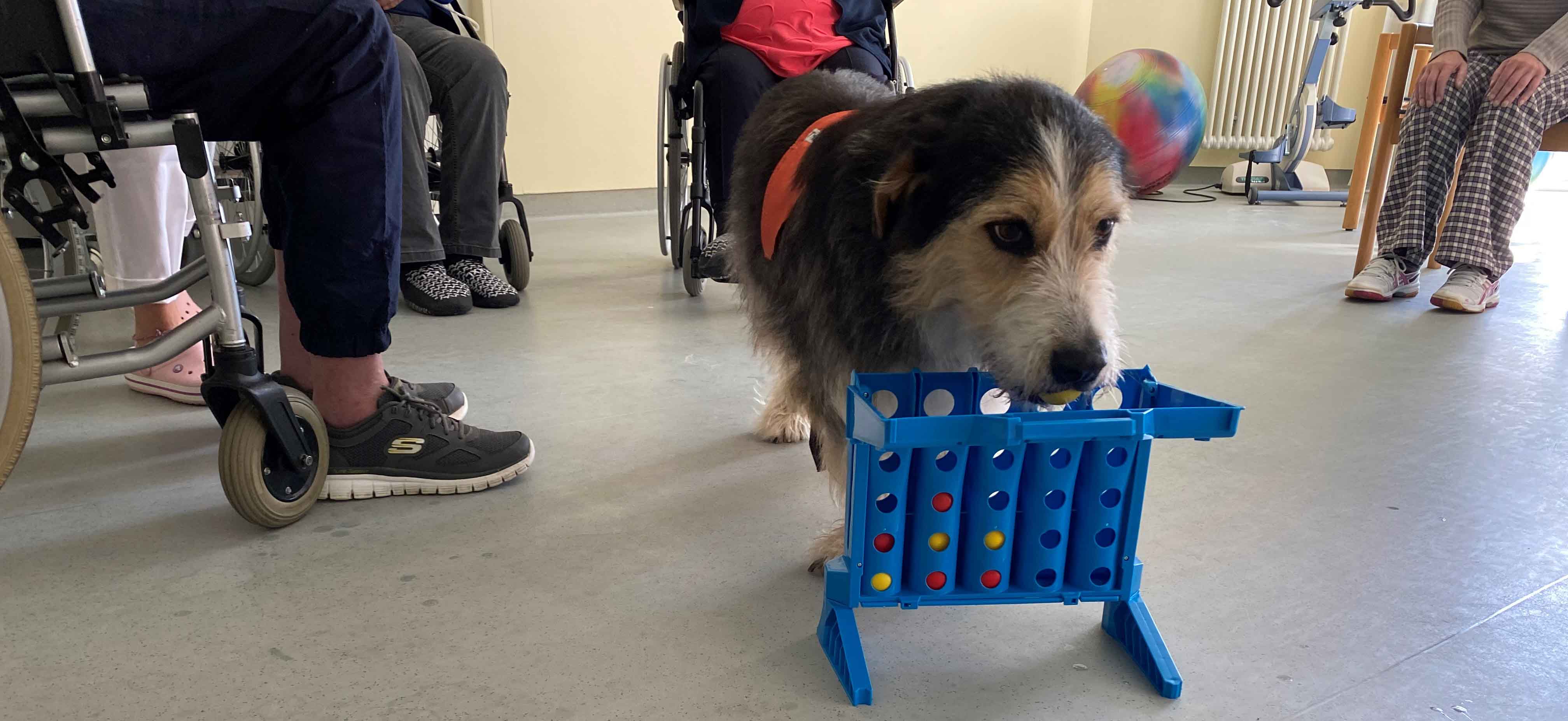 Therapiehund Ernesto bei der Gruppentherapie im Franziskus in Flensburg